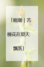 晚潮｜苦楝花在夏天飘落